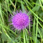 ユーリカ - 野薊（ノアザミ）