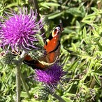 ユーリカ - この蝶々はなぁに？どなたか教えてくださいませ。