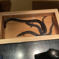 にょろ助 銀座 - 