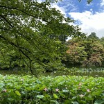 野の庵 - 弘前城・蓮