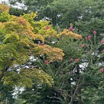 野の庵 - 弘前城