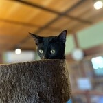 ニコノシッポ - 仔猫ちゃん