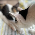 ニコノシッポ - 撮ってたら横から猫フレームIN笑