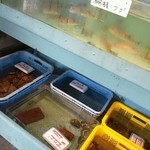 平野鮮魚 - 有明海さんの生きた魚貝類さん達^_^