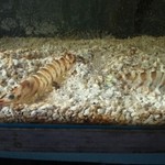 平野鮮魚 - ＳＰ海鮮丼には、車海老も乗ります♪