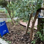 ブラッスリー・サリュー - 