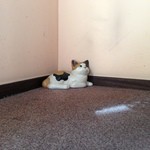 ボンナペティ - 階段の踊り場に鎮座する招き猫？