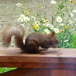 きらの宿 すばる - 庭に来るリス