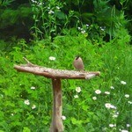 きらの宿 すばる - 庭に来る鳥