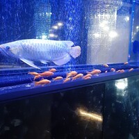 焼肉 拍手喝采 - 