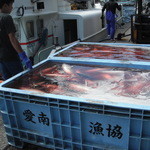 愛南 市場食堂 - 魚船が入ってきて少しですがカツオの水揚げしてました。