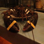 Ata - 藤壺の付いたオマール海老1