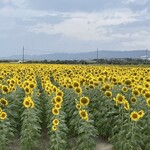 瀬戸内海鮮料理 若よし - 