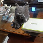 CALVA - コシャルのへそ天（逆サイド）何ニャ by コシャル