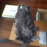 CALVA - 垂直にへそ天をしているコシャル