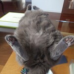 CALVA - コシャルの股間アップ(≧∇≦)