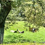 4D studio meili cafe - 