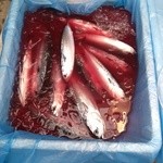 市場のめし屋 浜ちゃん - ソウダガツオ（20～25ｃｍ）