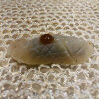 北新地 すし通 - タイラギ炙り