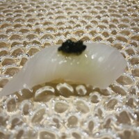 北新地 すし通 - アオリイカ