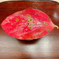 山﨑 - 