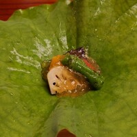 美濃吉本店 竹茂楼 - 