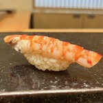 鮨 まつうら - 車海老