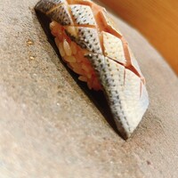 築地青空三代目 丸の内 - 