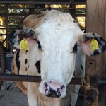 金子牧場 - イケメンくん(女の子かな？)