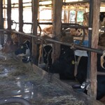 金子牧場 - みんな暑いよね…ありがとう＆頑張ってね