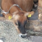 金子牧場 - 茶色いコ　可愛い