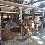 金子牧場 - いろんな種類の牛サンたち