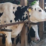 金子牧場 - 隣のコはずっとこちらを見ていました