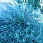 店頭には大きなローズマリーの鉢が