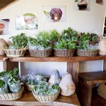 ノアスタイル - 毎週末は、ノアスタイル契約農家直送の沖縄野菜の販売も行っております。