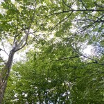 トラットリア プリモ - 