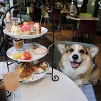 キハチ 青山本店 - 