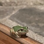 鄙の宿 金宇館 - お庭のアマガエル