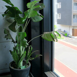 麒麟倶楽部 - 次回はカレー１杯が、