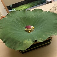 道人 - 