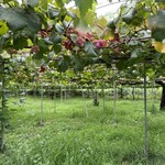 レストランぶどうの森 レ・トネル - 