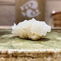 鮨 四心 - 烏賊