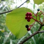 蕎麦喰い処 利めい庵 - 秋になりました