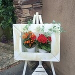 おれんじの樹 - 