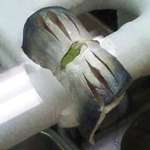 神田笹鮨 - ひかりもの