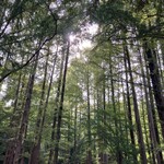 セテュヌ ボンニデー - 