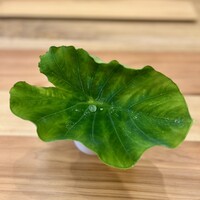 柚木元 - 