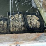 望洋館 - 海水に浸かった牡蠣が大量にあります。