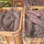 オイモカフェ 上富 - 収穫済みのサツマイモたち♪