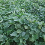 オイモカフェ 上富 - サツマイモ畑♪